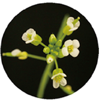 Arabidopsis thaliana