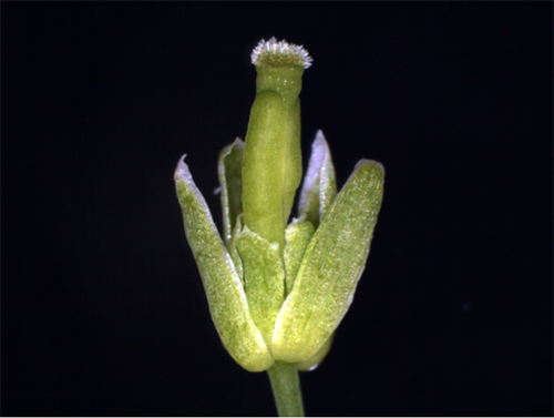 Sjmの花 ホモ接合型個体 実験植物開発室 Riken Brc